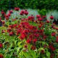 Pysznoglowka czerwona Cambridge Scarlet
