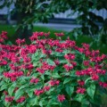 Pysznoglowka sadzonki czerwona 'Cambrigde Scarlet'