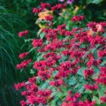 pysznoglowka-sadzonki-czerwona-monarda-cambrigde-scarlet.jpg