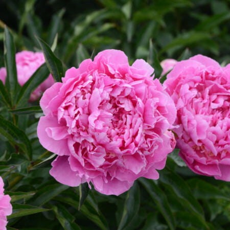 Piwonia 'Ursynow' sadzonki