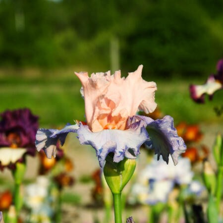 Iris irys bródkowy French Cancan