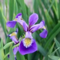 Irys różnobarwny (Iris versicolor)