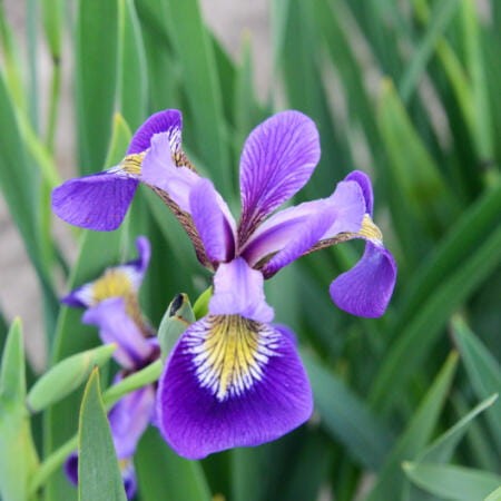 Irys różnobarwny (Iris versicolor)