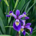 Irys różnobarwny (Iris versicolor)