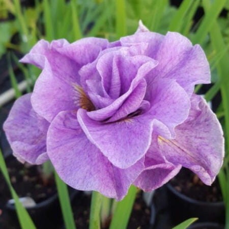 Irys syberyjski Pink Parfait - iris sibirica