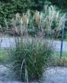 Miskant Dronning Ingrid miscanthus