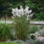 Miskant chiński Kleine Fontane