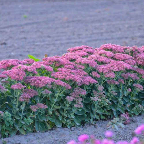 Rozchodnik 'Brillant'