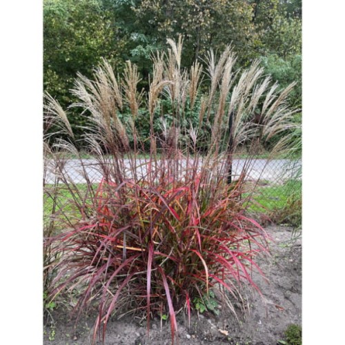 miskant-chinski-dronning-ingrid