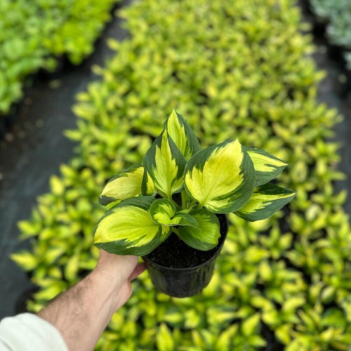 Funkia (hosta) 'Morning Light'