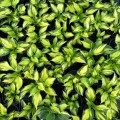 Funkia (hosta) 'Morning Light'