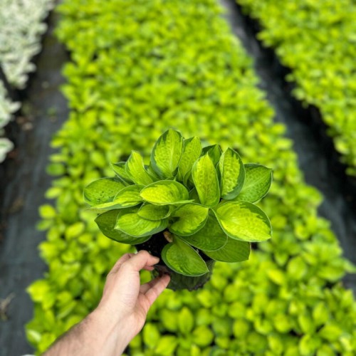 Funkia (hosta) 'Rainforest Sunrise'