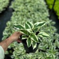 Funkia (hosta) 'Patriot'