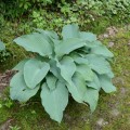 funkia-hosta-elegans_optimized.jpg