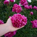 Peonia 'Karl Rosenfield'