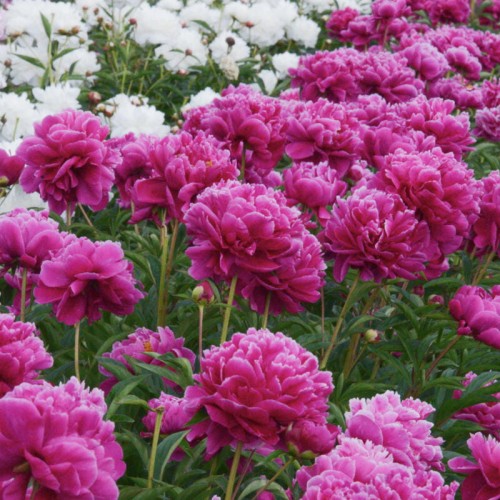 Peonia 'Karl Rosenfield'