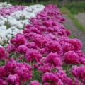 Peonia piwonia Karl Rosenfield