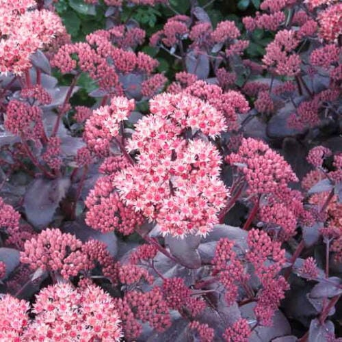 Rozchodnik 'Purple Emperor'