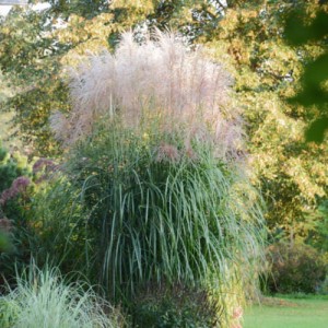 Miskant chiński Haiku