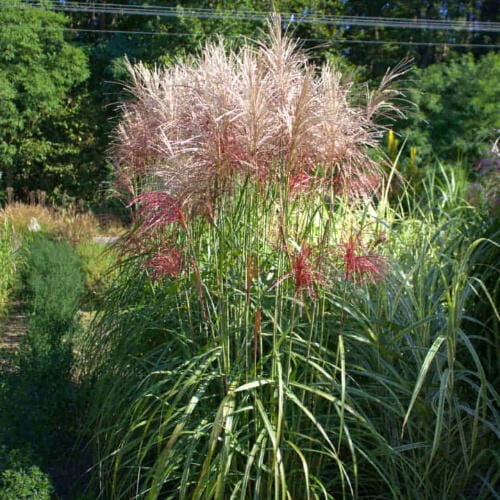 Miskant 'JP3' - trawy ozdobne