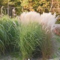 Miskant 'Vanilla Sky' - wysokie trawy ozdobne