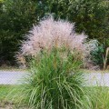 Miskant 'Vanilla Sky' - szkółka traw ozdobnych
