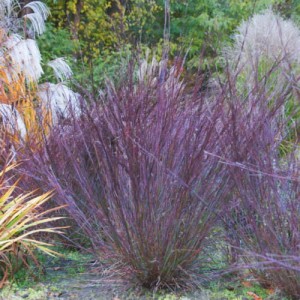 Palczatka 'Blue Heaven'