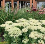 Rozchodnik 'Stardust'