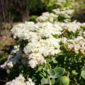 Rozchodnik biały 'Stardust' sedum