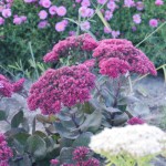 Rozchodnik 'Thunderhead'