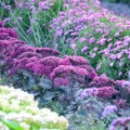 Rozchodnik 'Thunderhead' sedum