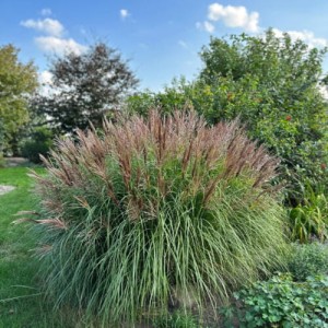 Miskant chiński Red Chief