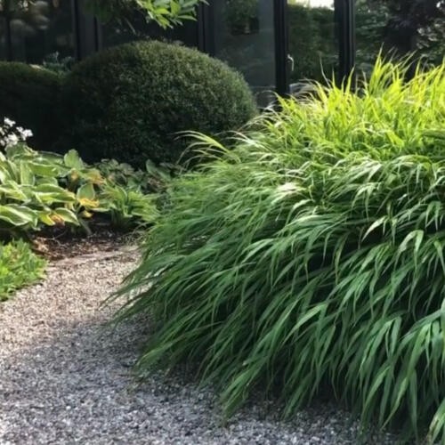 Hakonechloa  macra sadzonka