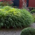Hakonechloa  macra sadzonki