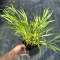 Hakonechloa  macra duza sadzonka