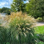 Miskant chiński Yakushima Dwarf