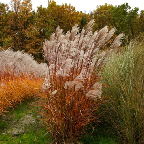 Miskant 'Ferner Osten' sadzonki