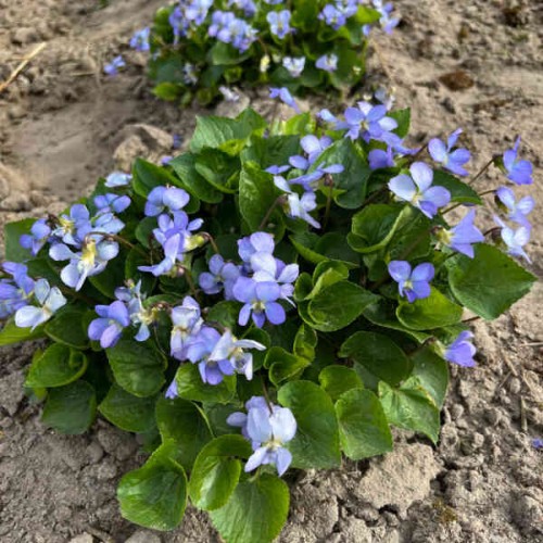 Fiołek motylkowy jasnoniebieski