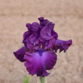 Iris Grypsy Romance