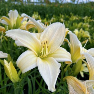 Liliowiec Arctic Snow