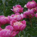 Piwonia Ursyn Niemcewicz paeonia