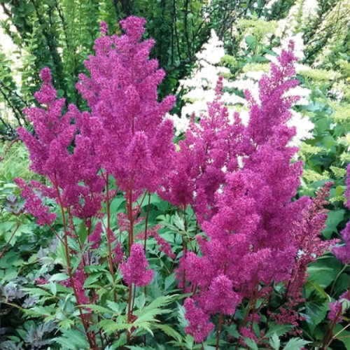 Tawułka Elisabeth Van Veen