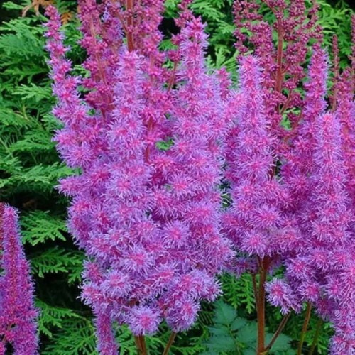 Tawułka Purpurkerze