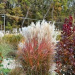 Miskant chiński Select