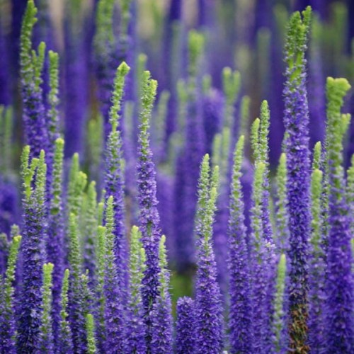 Przetacznik klosowy Royal Candles