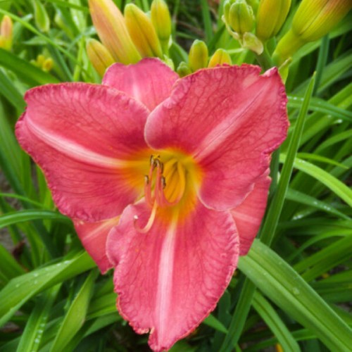 Liliowiec Perla Warszawy