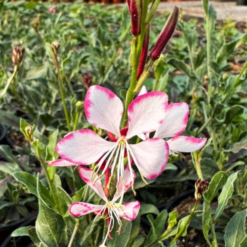 Gaura biało-różowa