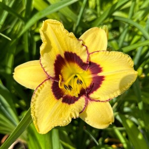 Liliowiec 'El Desperado'