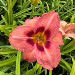 Liliowiec 'Dan Mahony'