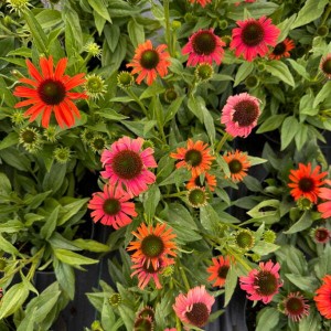 Jeżówka 'Prairie Blaze Orange Sunset'